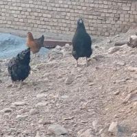 فروش خروس و وار|حیوانات مزرعه|خنداب, |دیوار