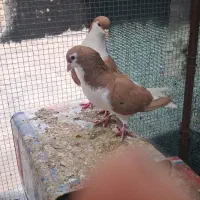 کفترچپ وساده