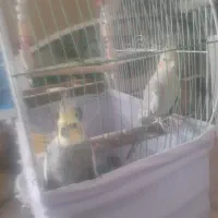 عروس هلندی مولد با قفس و تخم