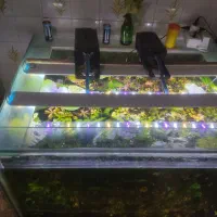 فروش اکواریوم با تمام وسایلاش|ماهی|نقده, |دیوار