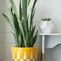 فروش نهال سانسوریا