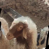 قوچ|حیوانات مزرعه|نیمبلوک, |دیوار