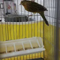 قناری|پرنده|مسجد سلیمان, |دیوار