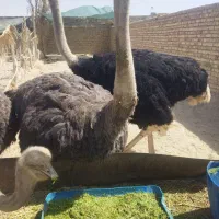 شترمرغ مولد