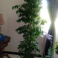 گل و گلدان|گل و گیاه طبیعی|شهریار, کهنز|دیوار