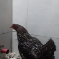 یک عدد مرغ محلی تخم گذار چاق