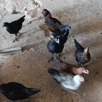 ۱۶تا جوجه محلی