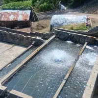 اجاره مزرعه پرورش ماهی قزل آلا با آب چشمه|اجارهٔ دفتر صنعتی، کشاورزی، تجاری|ماسال, |دیوار