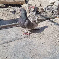 ماده شهری سرکه ای عتیقه|پرنده|شیراز, بازار|دیوار