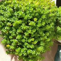 گل های متنوع و قشنگ