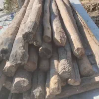 دار چنار بی عیب 4متری|عمده‌فروشی|جوانرود, |دیوار