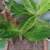 گل آپارتمانی ( آگلونما )