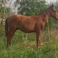 اسب نریان کره 1ساله بلند