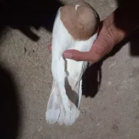 تعدادی کبوتر خوب