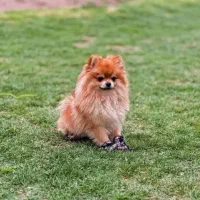 سگ پامر روباهی نر