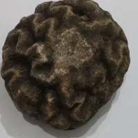 سنگ فسیل مغز|کلکسیون اشیاء عتیقه|کرمانشاه, |دیوار