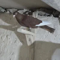 قارا سرخ نر|پرنده|اسفرورین, |دیوار