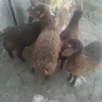 بره ماده