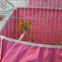 قناری|پرنده|شاهین‌شهر, اقبال لاهوری|دیوار