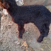 بره شیری|حیوانات مزرعه|نیشابور, دهنو|دیوار