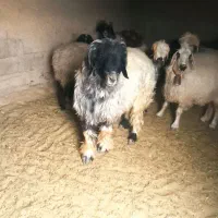 قوچ و بره|حیوانات مزرعه|فرخ‌شهر, |دیوار