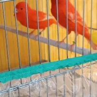 جوجه قناری رد فکتور سرلاکی|پرنده|مرودشت, بهارستان|دیوار