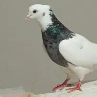 کفتر|پرنده|اسفراین, |دیوار