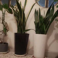 گل‌های آپارتمانی