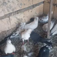 کبوتر پرشی چاهستان بارجدید|پرنده|بندرعباس, |دیوار