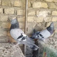 کبوتر سبز شمرونی|پرنده|مشکین‌دشت, |دیوار