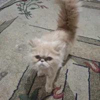 پرشین کاراملی سوپرفلت