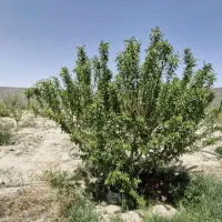 فروش ۴۴۰متر باغچه سند دار،با انشعابات، زیر قیمت