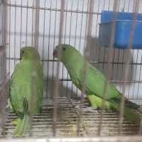 فنچ زبرا خاص جوجه کشی|پرنده|محمدیه-قزوین, |دیوار