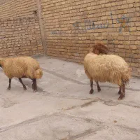 میش و قوق داشتی