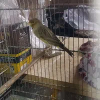 دوتا قناری نر و یک عدد سهره ی گل قفل نر|پرنده|تهران, جوادیه|دیوار