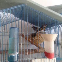 سره قناری.سره وقناری .سیمرغ