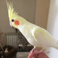 آلبینو .لوتینو .مرواریدی|پرنده|ری, ولی آباد|دیوار