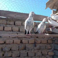 بیست عدد کبوتر تکپر یکجا دونه 200|پرنده|گمیشان, |دیوار