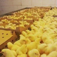 جوجه گوشتی راس 308