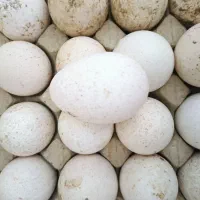 تخم بوقلمون روسی