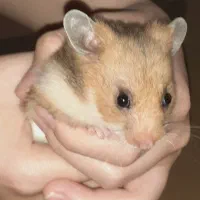 همستر|موش و خرگوش|قزوین, |دیوار