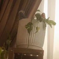 کوتوله گمشده