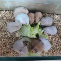 همسترر|موش و خرگوش|اصفهان, فرح آباد|دیوار