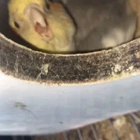 عروس هلندی جفت با جوجه