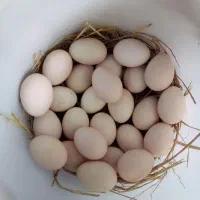 تخم مرغ محلی