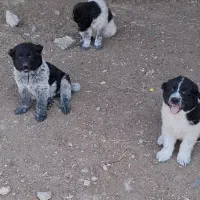 سگ لاس|سگ|پیر بکران, |دیوار