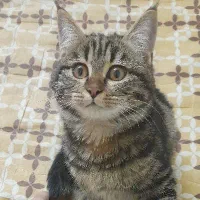 واگذاری رایگان بچه گربه