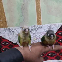 گرینچک|پرنده|سراوان, |دیوار