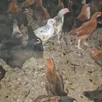 محلی گلپایگانی