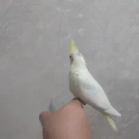 جوجه عروس هلندی|پرنده|نسیمشهر, |دیوار